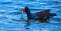 Up Close with a Common Gallinule