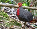 up close a Crimson Headed Partridge or Haematortyx Sanguiniceps is a species of birds in the family Phasianidae.