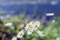 Blooming Daisy Flowers - Nature background, Spring or Summer Royalty Free Stock Photo