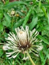 Up close dandelion in bloom Royalty Free Stock Photo