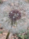 Dandelion Royalty Free Stock Photo