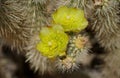 Up Close with Desert Cholla Blooms Royalty Free Stock Photo