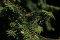 Up-close detail of yew tree needles Royalty Free Stock Photo