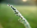 Up close of dew on a plant