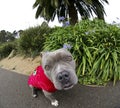 Up close with a fish eye lens to a blue nose dog Royalty Free Stock Photo