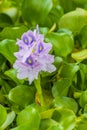 Up close on flowering Water Hyacinth Eichhornia Crassipes plant