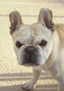 Up close French Bulldog Portrait