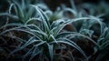 Up Close: Frost Crystals On A Spider Plant