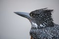 Up close with a Giant Kingfisher