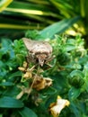 Up close giant moth