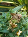 Up close giant moth