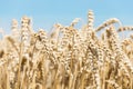 Up close golden wheat field ready to harvest in summer Royalty Free Stock Photo