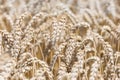 Up close golden wheat field ready to harvest in summer Royalty Free Stock Photo