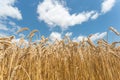 Up close golden wheat field ready to harvest in summer Royalty Free Stock Photo