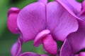 Up Close with a Gorgeous Hot Pink Sweet Pea Blossom Royalty Free Stock Photo