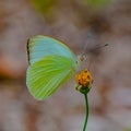 Up Close with a Great Southern White Butterfly Royalty Free Stock Photo