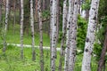 up close group of Aspen trees in the summer