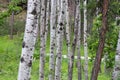 up close group of Aspen trees in the summer