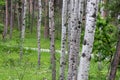 up close group of Aspen trees in the summer