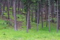 up close group of Aspen trees in the summer