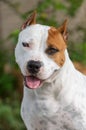 Up close head shot of a white and red American Staffordshire terrier dog Royalty Free Stock Photo