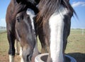 Up close horses. Royalty Free Stock Photo