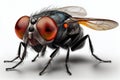 An up-close image of a black fly with piercing red eyes