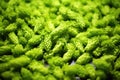 up-close image of hop cones used in the brewing process