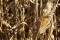 Up Close image of Ripe Corn Harvest in Minnesota River Valley New Ulm Minnesota Area Royalty Free Stock Photo