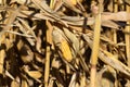 Up Close image of Ripe Corn Harvest in Minnesota River Valley New Ulm Minnesota Area Royalty Free Stock Photo