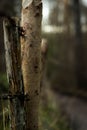 Up-close image of several slender tree trunks, surrounded by a forest of tall evergreen trees Royalty Free Stock Photo