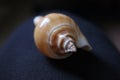 Up-close image of a snail shell perched on a chair Royalty Free Stock Photo