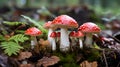 An up-close image of whimsical red and white toadstool mushrooms, reminiscent of scenes from a magical storybook