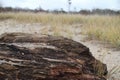 Driftwood from Hamptons series