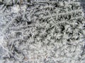 Up close Jack Frost Royalty Free Stock Photo