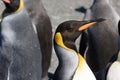 Up-close of King Penguin - South Georgia Island, Gold Harbour Royalty Free Stock Photo