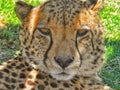 Up close leopard face