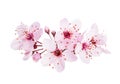 Up-close light pink Cherry blossoms Sakura isolated on a white background Royalty Free Stock Photo