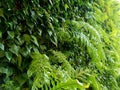 Up close living green wall relaxation