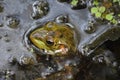 Up Close Look at a Bullfrog in Swamp Water