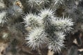 Up Close Look at a Cholla Cactus Spines Royalty Free Stock Photo