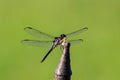 Up-close look at a dragonfly on an iron rod with an insect in its jaws