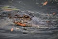 Up Close Look Into the Eyes of a Gator