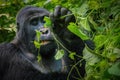 Up close look at the face of a silverback mountain gorilla as he chews on leaves.