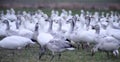 Up close look at Gaggle of white snow geese in pasture