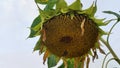 An up close look at a giant sunflower head Royalty Free Stock Photo