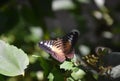 Close Up Look at the Wings of a Brown Clipper Butterfly Royalty Free Stock Photo