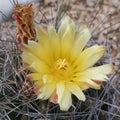 An up close look at a Yellow Rainbow Hedgehog Cactus flower Royalty Free Stock Photo