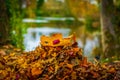 Up close macro autumn leaves