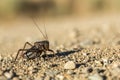 Up close macro black mormon cricket on sandy desert ground Royalty Free Stock Photo